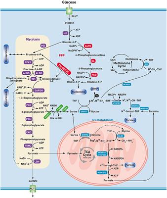 The Metabolic Landscape of Lung Cancer: New Insights in a Disturbed Glucose Metabolism